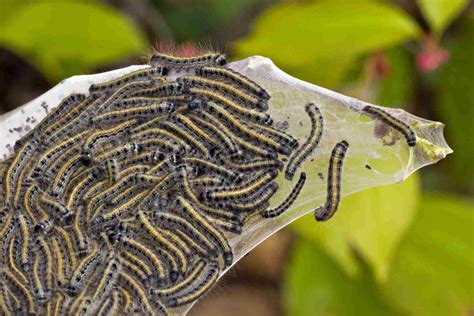 types of tent caterpillars.